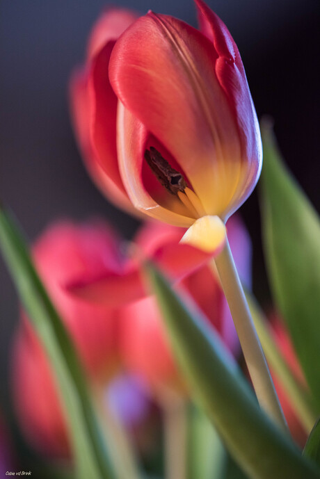 Tulpen - begin van het einde