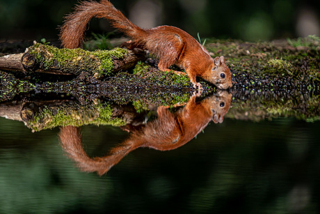 Dorst lessen