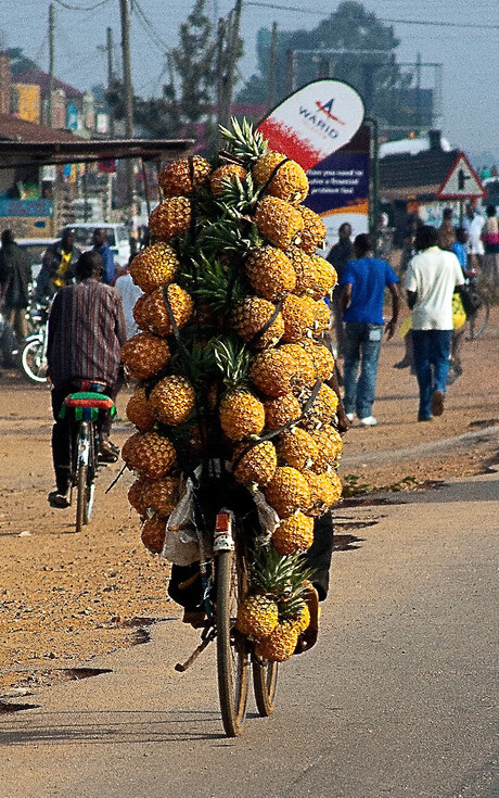 Pineapple fresh cut