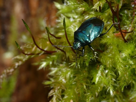 Zicrona caerulea