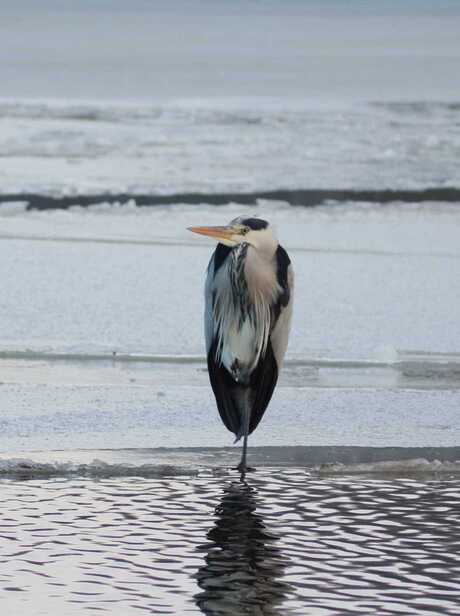 Rijger aan het van haringsma kanaal