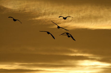 ganzen voor zonsopkomst