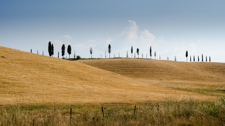 Trees on the Hill