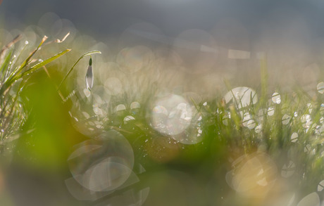 Verscholen in het gras