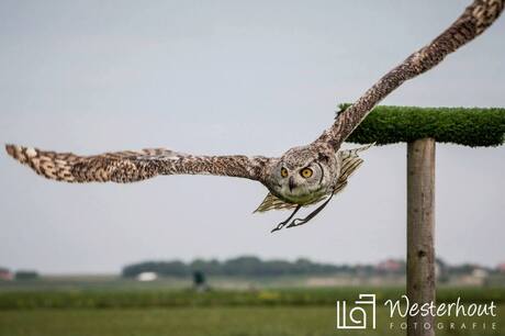 Eureka - Texel