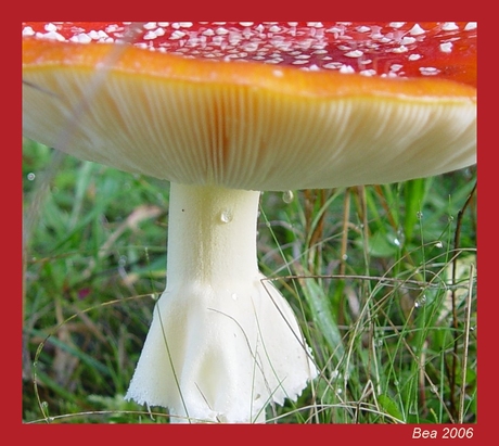 Kabouter prikkebeens huisje