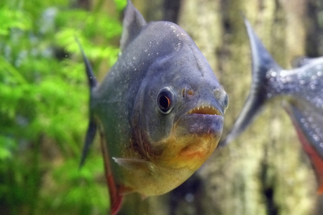 Piranha