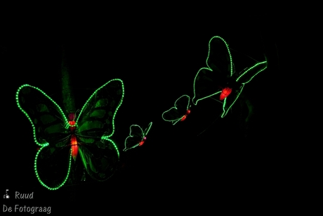 Butterflys in China light