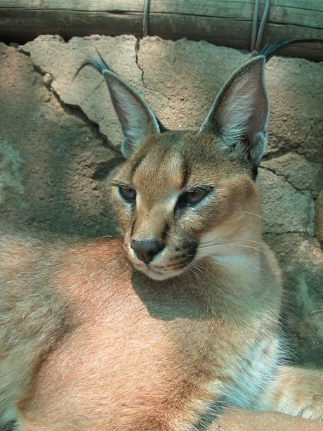 Caracal