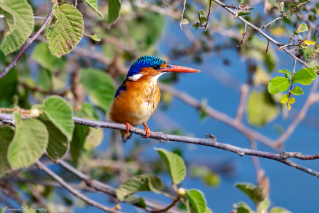 Malachite Kingfisher