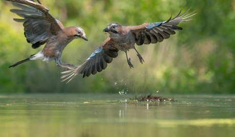 wie is er nou de baas