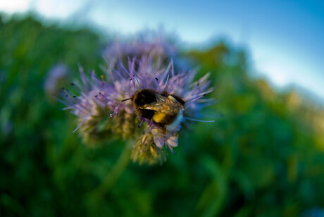 Hommel