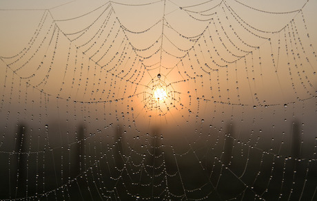 Spinnenweb in dauw