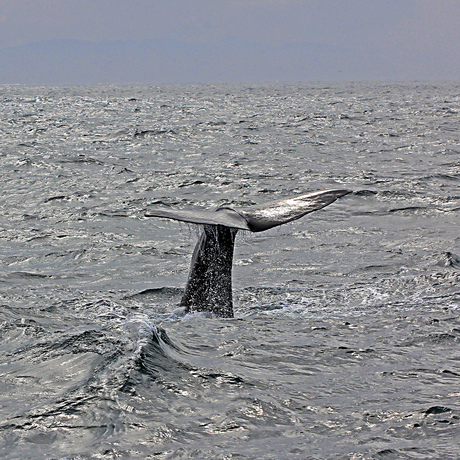 Sperm Whale Tail