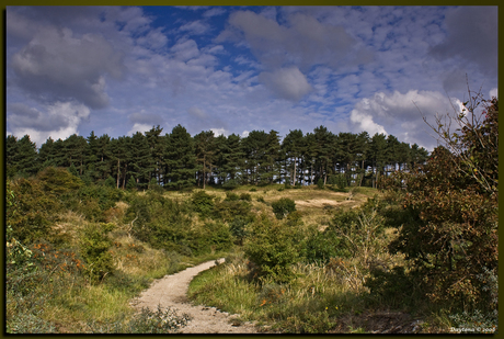 Landschap kennemerland