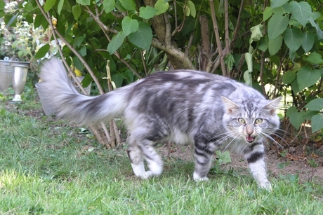 Maine coon poema