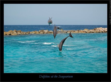 Dolphins I