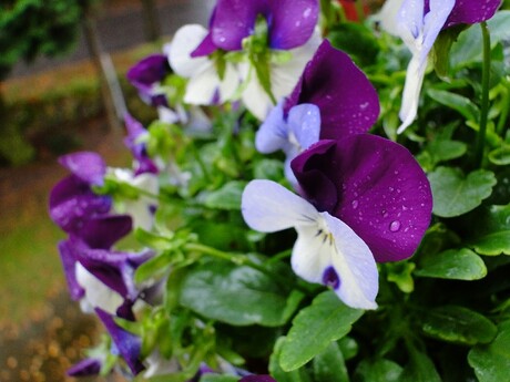 Viooltjes bij ons op het balkon
