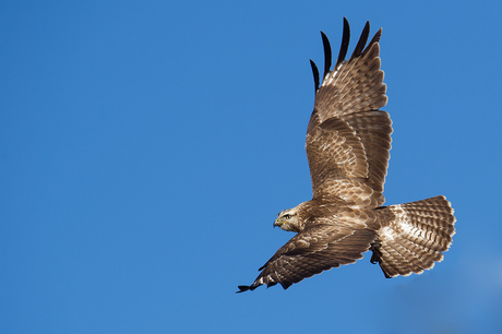 Buizerd