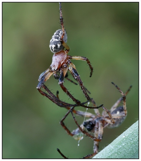 Fighting spiders