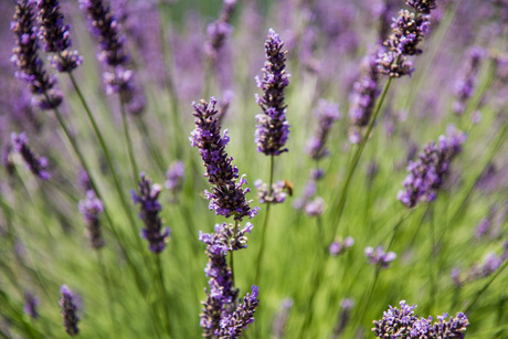 Lavendel