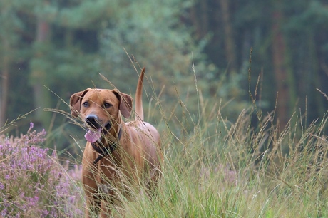 Rana op de heide