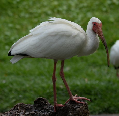 Witte Ibis