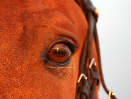 Zonsondergang door het oog van een paard