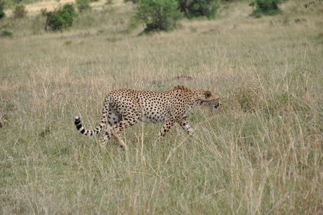 Amboseli NP