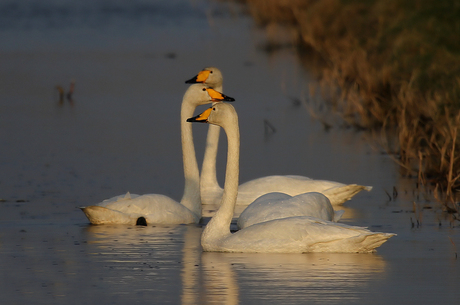 Whooper Swan