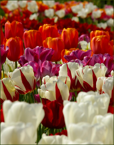 Tulpen