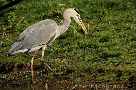 Reiger met vis