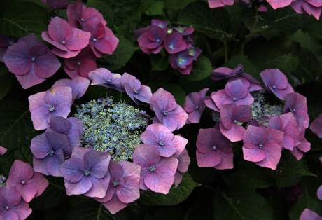 Hortensia