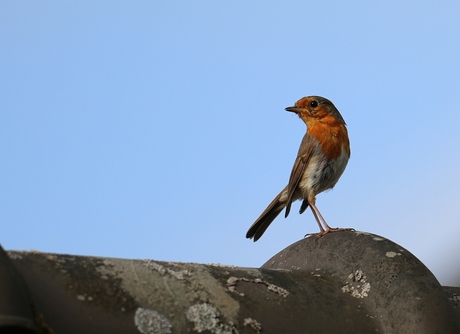 Roodborstje op het dak