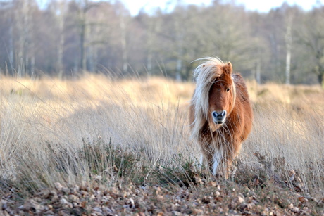 Wilde pony
