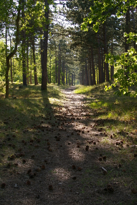 bospad op vlieland