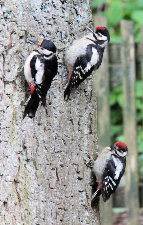 Familie Specht