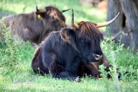 Schotse Hooglanders