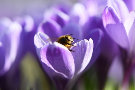 De lente ontwaakt