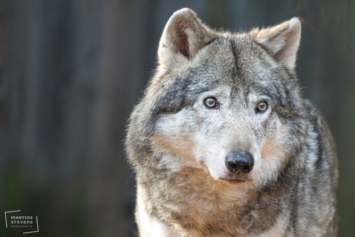 wolf - foto van MartineStevens - Dieren -