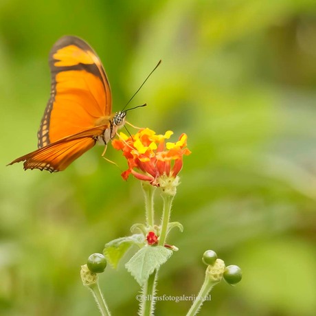 Oranje Passiebloem vlinder