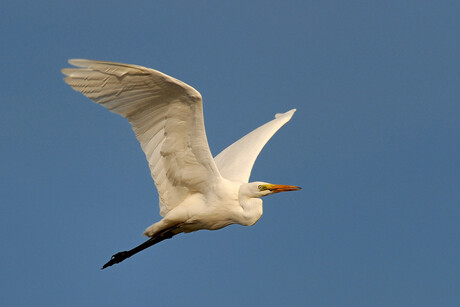 Zilverreiger