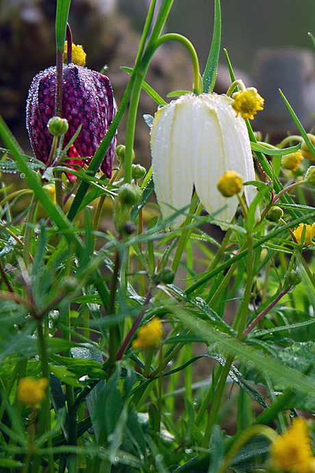 Koekoeksbloem(en)