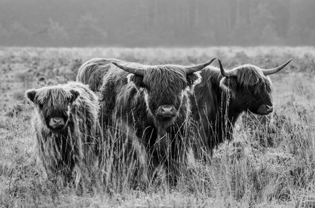 Schotse Hooglanders