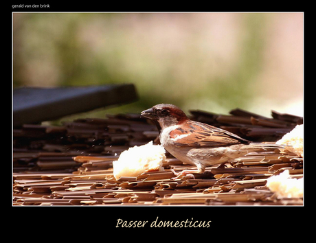 Passer domesticus