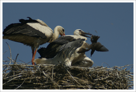 dat is nou de natuur