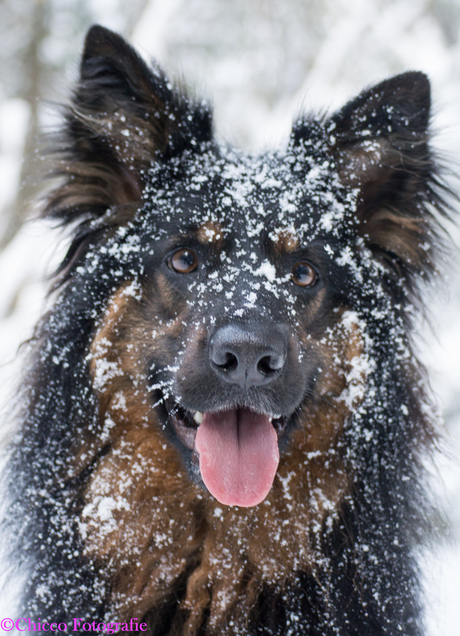 Sneeuwkop :)