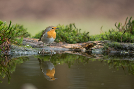 spiegeltje, spiegeltje....