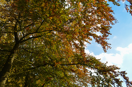 Mooie herfstkleuren