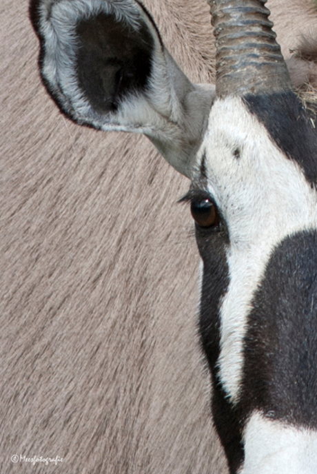 Zwarte paardantilope